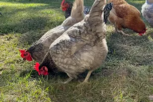 19 Belle Isle Farms, Beaufort, SC 29907 - Photo 69