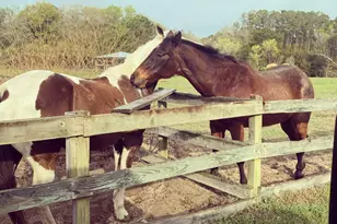 19 Belle Isle Farms, Beaufort, SC 29907 - Photo 75