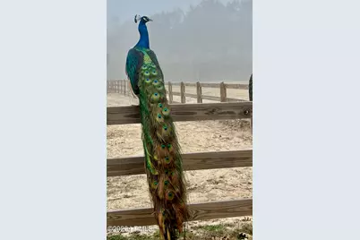 19 Belle Isle Farms, Beaufort, SC 29907 - Photo 71