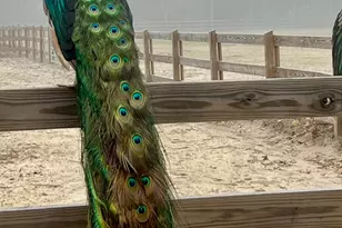 19 Belle Isle Farms, Beaufort, SC 29907 - Photo 71