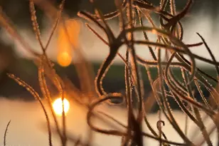 50 Scipio Rd, Beaufort, SC 29906 - Photo 81