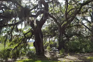 1 Bennett Point Dr, Beaufort, SC 29907 - Photo 41