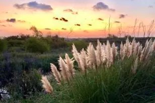 4 Cedar Reef Dr, Saint Helena Island, SC 29920 - Photo 55