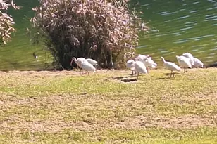 91 Front St, Saint Helena Island, SC 29920 - Photo 57