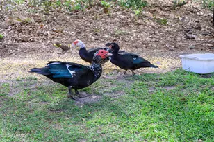 6 Peytons Way, Beaufort, SC 29907 - Photo 49