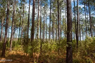 1342 Thomas Hamilton Rd, Brunson, SC 29911 - Photo 43