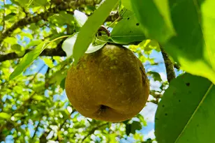 1350 Schillinger Rd, Mobile, AL 36695 - Photo 13