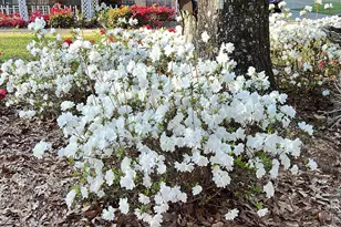 45554 County Rd 112, Bay Minette, AL 36507 - Photo 51