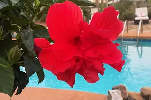 30475 Harbour Dr, Orange Beach, AL 36561 - Photo 89