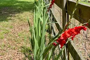 24250 N River Rd, Daphne, AL 36526 - Photo 67