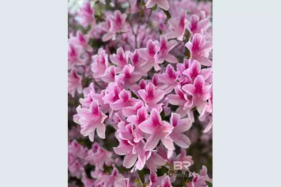 24250 N River Road, Daphne, AL 36526 - Photo 65