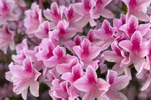 24250 N River Rd, Daphne, AL 36526 - Photo 65