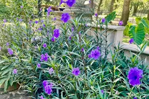 24250 N River Rd, Daphne, AL 36526 - Photo 63