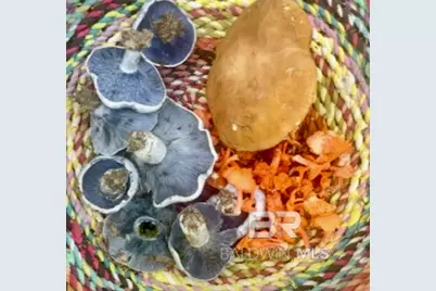 24250 N River Road, Daphne, AL 36526 - Photo 61