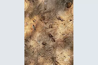 0 Bay Road, Foley, AL 36535 - Photo 15