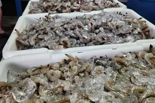 16780 River Rd, Bon Secour, AL 36511 - Photo 13