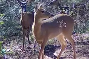 40980 Hwy 225, Bay Minette, AL 36507 - Photo 43