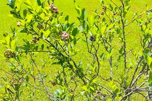 7860 Cliffs Landing Rd, Bay Minette, AL 36507 - Photo 41