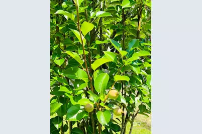 7860 Cliff's Landing Road, Bay Minette, AL 36507 - Photo 39