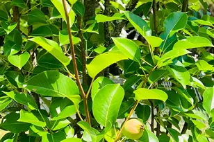 7860 Cliffs Landing Rd, Bay Minette, AL 36507 - Photo 39