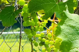 7860 Cliffs Landing Rd, Bay Minette, AL 36507 - Photo 43