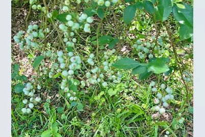 24545 Peavy Lane, Robertsdale, AL 36567 - Photo 31