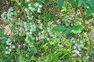 24545 Peavy Ln, Robertsdale, AL 36567 - Photo 31