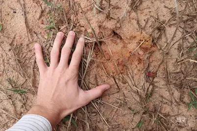 0 County Road 6, Gulf Shores, AL 36561 - Photo 5