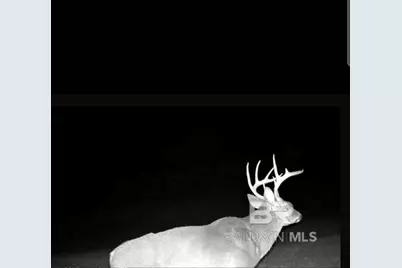 0 County Road 79, Waterloo, AL 36577 - Photo 43