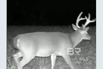 0 County Road 79, Waterloo, AL 36577 - Photo 13