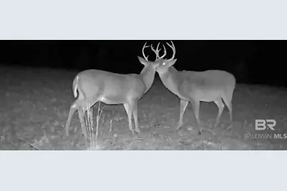 0 County Road 79, Waterloo, AL 36577 - Photo 21