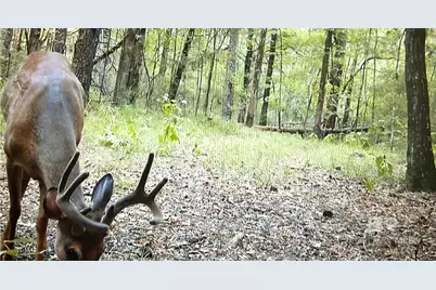 0 County Road 79, Waterloo, AL 36577 - Photo 17