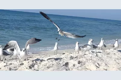 1516 Sandpiper Lane #103, Gulf Shores, AL 36542 - Photo 9