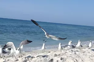 1516 Sandpiper Ln, Gulf Shores, AL 36542 - Photo 9