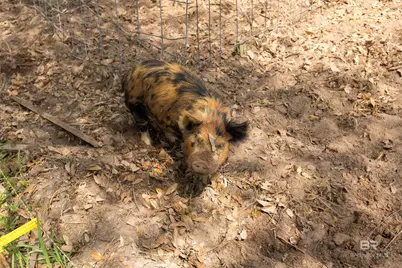 11100 Rhett McConnell Road, Theodore, AL 36582 - Photo 37