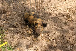 11100 Rhett McConnell Rd, Theodore, AL 36582 - Photo 37