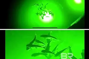 26326 Cotton Bayou Dr, Orange Beach, AL 36561 - Photo 63