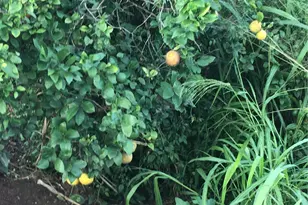 94-1100 Kunia Rd, Waipahu, HI 96797 - Photo 1