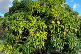 85-775A Waianae Valley Rd, Waianae, HI 96792 - Photo 17