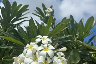 1909 Ala Wai Blvd, Honolulu, HI 96815 - Photo 11