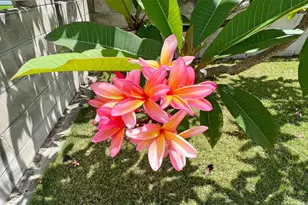 51-452 Kamehameha Hwy, Kaaawa, HI 96730 - Photo 21