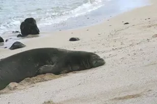 61-313 Kamehameha Hwy, Haleiwa, HI 96712 - Photo 7