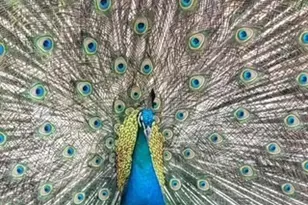 84-770 Kili Dr, Waianae, HI 96792 - Photo 11