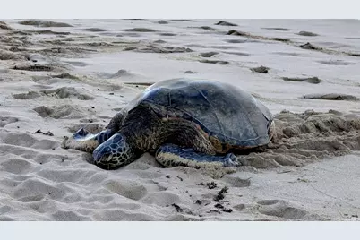 68-235 Au Street, Waialua, HI 96791 - Photo 25