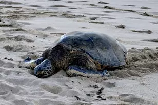 68-235 Au St, Waialua, HI 96791 - Photo 25