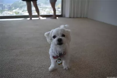 1200 Queen Emma Street #3511, Honolulu, HI 96813 - Photo 13