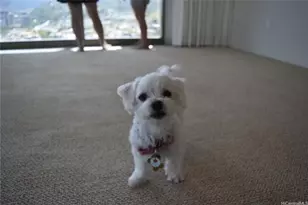 1200 Queen Emma St, Honolulu, HI 96813 - Photo 13