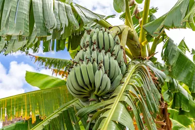 64-486 Kamehameha Highway #23, Haleiwa, HI 96712 - Photo 23