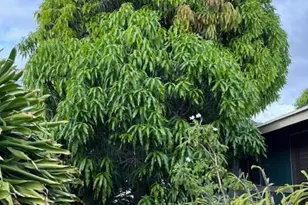 87-170 Maliona St, Waianae, HI 96792 - Photo 21