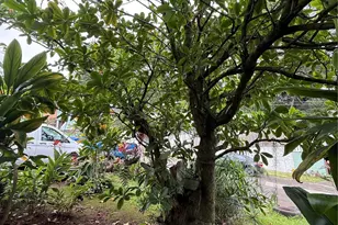 47-545 Nenehiwa Pl, Kaneohe, HI 96744 - Photo 17